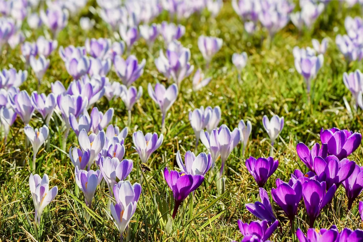 Common Mistakes When Growing Saffron at Home (and How to Fix Them)